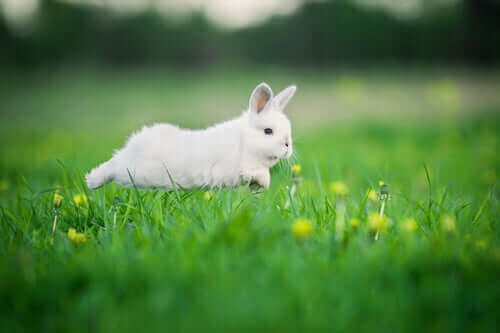 운동은 토끼 비만을 예방할 수 있다
