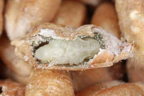 밀 바구미는 딱정벌레