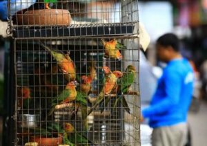 사이테스 조약과 그 개선 방안