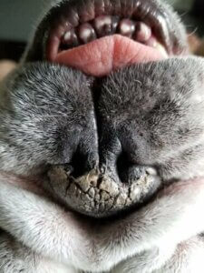 개의 코가 건조해지는 원인 및 치료 방법