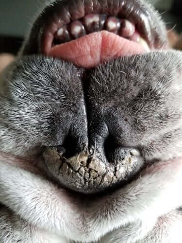 개의 코가 건조해지는 원인 및 치료 방법