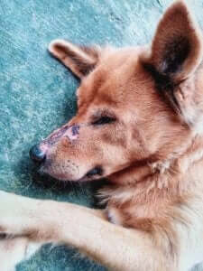 반려견의 코가 건조해지게 할 수 있는 질병