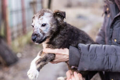 인수 공통 전염병인 강아지 백선증 증상과 치료법
