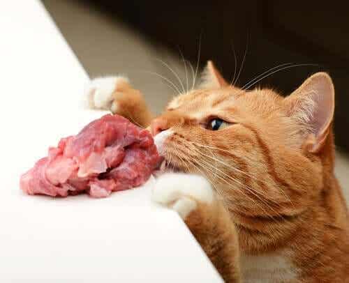 고양이 면역력을 양질의 먹이