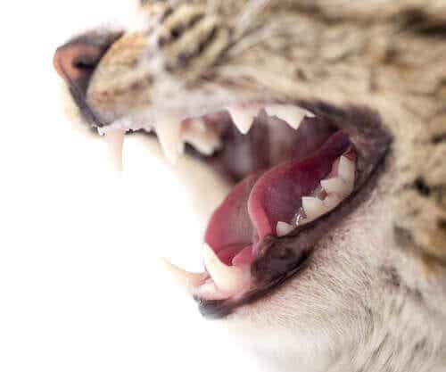 고양이 이빨 치수