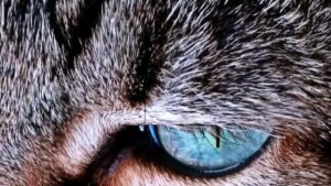 건강 상태를 말해주는 고양이 털빛 변화