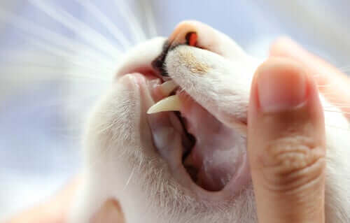 고양이 이빨 관리: 흡수 병변에 관한 모든 것