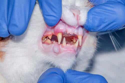고양이 이빨 구내염