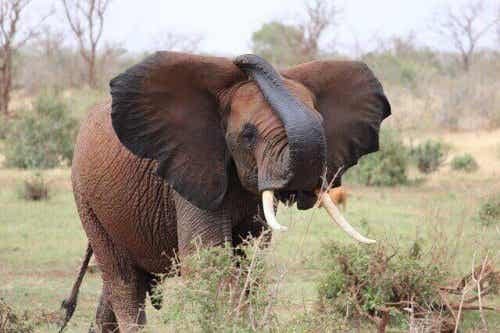 문명 속 코끼리 아프리카