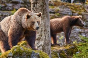온난화 현상이 유라시아불곰 생태에 미친 영향