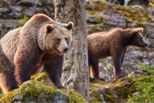 온난화 현상이 유라시아불곰 생태에 미친 영향