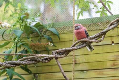 추초 앵무 씨앗