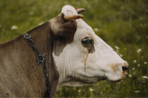소 우울증으로도 불리는 바베스열원충증