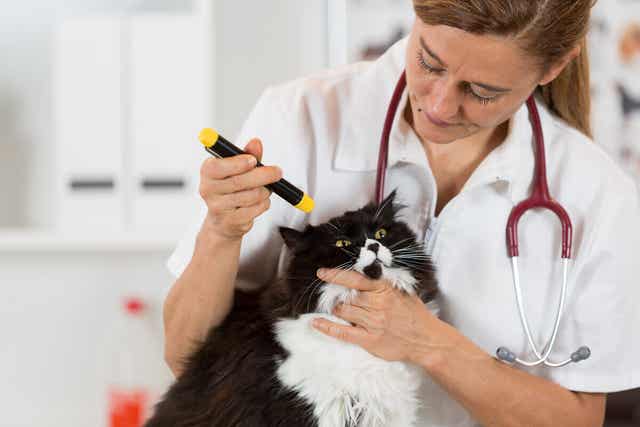 고양이 유전병 혈액 검사