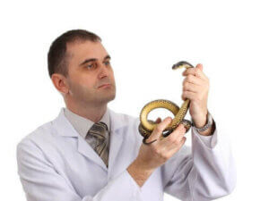 파충류를 반려동물로 맞이하기 전 고려할 사항