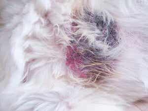 강아지 백선증 피부염