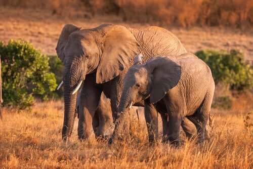신기하면서 흥미로운 야생 코끼리 습성