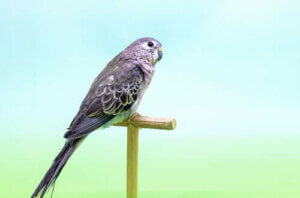 애교 많은 추초 앵무 먹이와 습성 알아보기