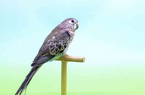 애교 많은 추초 앵무 먹이와 습성 알아보기