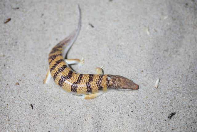 도루묵도마뱀 식충 동물