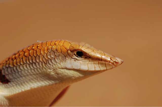 도루묵도마뱀 사막