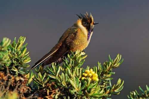 베네수엘라와 콜롬비아 벌새 파란 수염