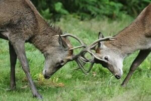 야생에서 볼 수 있는 초식 동물들의 경쟁