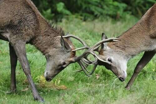 야생에서 볼 수 있는 초식 동물들의 경쟁