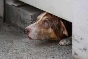 반려견이 숨는 공포