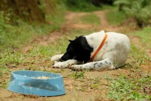 어떤 동물들이 거식증에 걸릴 수 있을까?