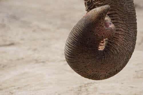 후각 아프리카 코끼리